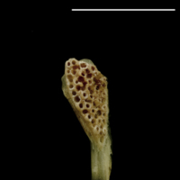 photo of Turbot pharyngeal dorsal view