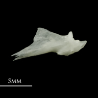 photo of Roach articular lateral view