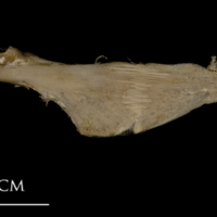 photo of White grouper ceratohyal epihyal complex lateral view
