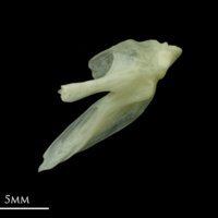 photo of Bullrout posttemporal lateral view