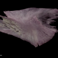 photo of Wels catfish for assessment lateral view
