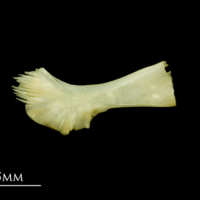 photo of Five-Bearded Rockling ceratohyal medial view