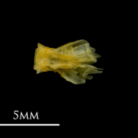 photo of Bullhead basioccipital dorsal view