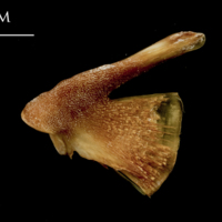 photo of Catfish quadrate medial view