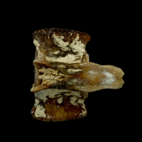 photo of Atlantic bluefin tuna  precaudal vertebra lateral view