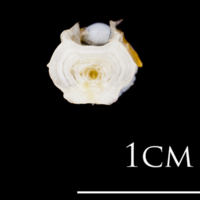 photo of Atlantic herring basioccipital posterior view