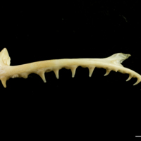 photo of European hake premaxilla lateral view