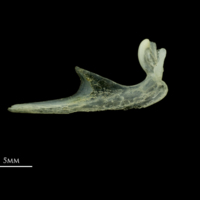 photo of Scad premaxilla medial view