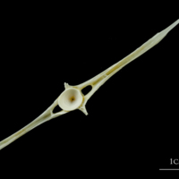 photo of European plaice precaudal vertebra posterior view