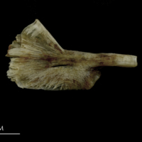 photo of Brill ceratohyal lateral view