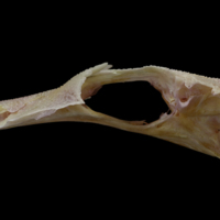 photo of Tub gurnard parasphenoid basioccipital complex lateral view