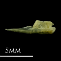 photo of Small sandeel quadrate lateral view