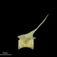photo of Scad precaudal vertebra lateral view