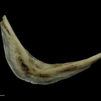 photo of Brill preopercular medial view