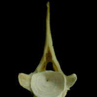 photo of Saithe first vertebra anterior view