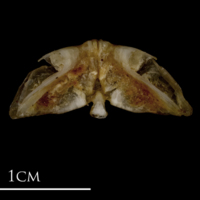 photo of Sea scorpion vomer ventral view