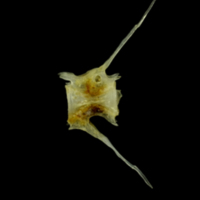 photo of Small sandeel precaudal vertebra lateral view