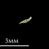 photo of Butterfish pharyngeal dorsal view