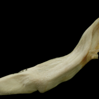 photo of Haddock cleithrum lateral view