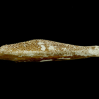 photo of Atlantic bluefin tuna  pharyngeal dorsal view