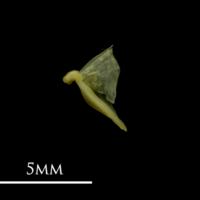 photo of Bullhead quadrate lateral view