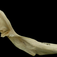 photo of Haddock cleithrum medial view