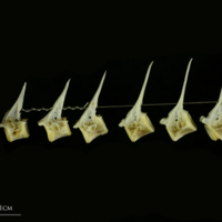 photo of European seabass precaudal vertebra lateral view