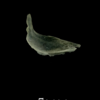 photo of Butterfish subopercular lateral view