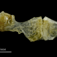 photo of Ruffe ceratohyal epihyal complex lateral view