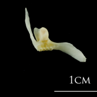 photo of European plaice premaxilla medial view