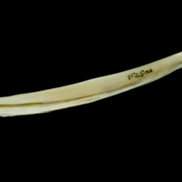 photo of Northern pike maxilla lateral view