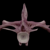 photo of Wels catfish first vertebra posterior view