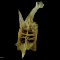 photo of European conger precaudal vertebra lateral view