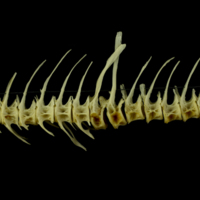 photo of Barbel precaudal vertebra lateral view