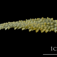 photo of Northern pike pharyngeal ventral view