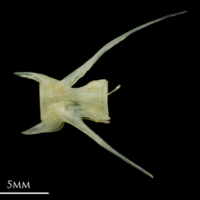 photo of Red mullet caudal vertebra lateral view