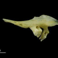 photo of Tench pharyngeal ventral view