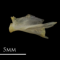 photo of European eel quadrate lateral view