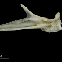 photo of Brill articular medial view