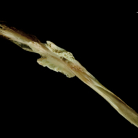 photo of Turbot parasphenoid dorsal view