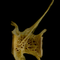 photo of Thinlip grey mullet  precaudal vertebra lateral view