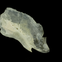 photo of Gilthead seabream for assessment medial view