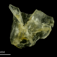 photo of Ruffe for assessment medial view