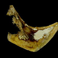 photo of Atlantic bluefin tuna  preopercular medial view