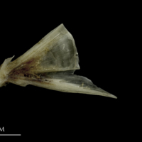 photo of Brill quadrate medial view