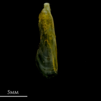 photo of Grey gurnard supracleithrum medial view