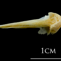 photo of European plaice vomer ventral view