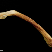 photo of Catfish maxilla lateral view