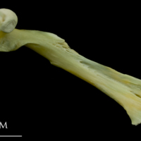 photo of Saithe maxilla medial view