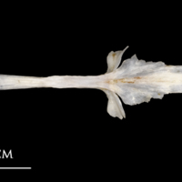 photo of Sea scorpion parasphenoid dorsal view